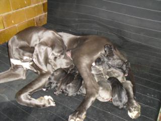 Deutsche Dogge Welpen 1xRüde Blau/7x Schwarz/ Potsdam