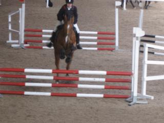Suche Reitbeteiligung in Würzburg und Umgebung