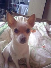 Chihuahuarüde wegen Umzug dringend zu Verkaufen