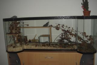 Sonderanfertigung Terrarium zu verkaufen