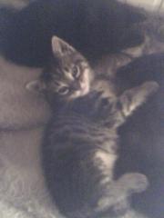 Bengal-EKH-Mix Katerbabys