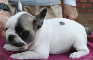 Süße French Bulldog Welpen suchen noch ein neues Zuhause