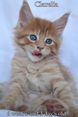 Wunderschöne Maine Coon Kitten abzugeben.