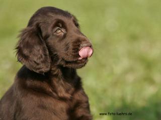 Traumhafte Flatcoated Retriever Welpen mit Papieren aus dem Odenwald