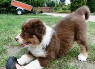 Bildhübsche Australian Shepherd Welpen abzugeben