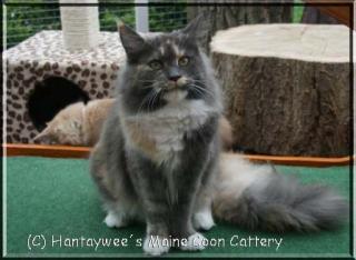 Maine Coon Kastraten suchen liebevolles neues Zuhause