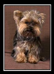 Mini, mini Yorkie-Deckrüde mit viel Deckerfahrung bietet sich an