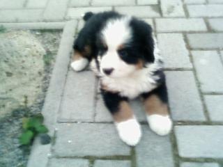 Berner sennen hund