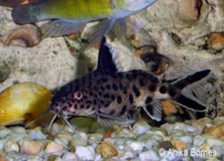 Fiederbartwels, Kuckuckswels, Synodontis multipunctatus