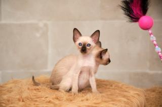 Siamkitten von unserer THAIMAHAL ENGEL in den Farben seal point und chocolate point