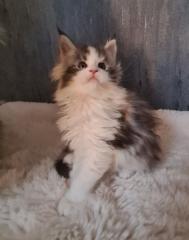 Maine-coon Kitten mit Stammbaum