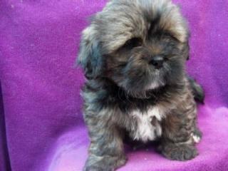 Lhasa -Apso Welpen VDH/KTR Papiere Minibobtail suchen