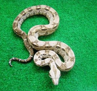 Boa Constrictor Imperator, helle Mexiko Boa cancun, Kaiserboa