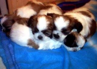 SHIH TZU WELPEN