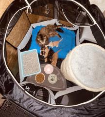 Maine Coon Mix Kitten