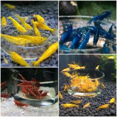 Neocaridina Zwerggarnelen Yellow Fire, Red Sakura, Blue Dream.