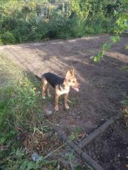Luna sucht ein neues Zuhause