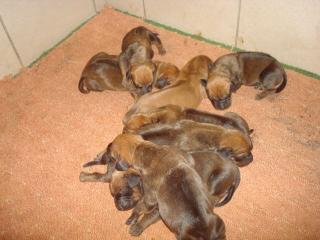 Rhodesian Ridgeback Welpen