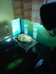 Wasserschildkröte Chrysemys picta dorsalis mit Zubehör