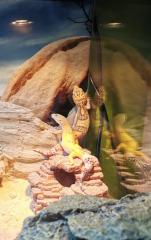 2 Leopardgeckos weiblich inklusive Terrarium