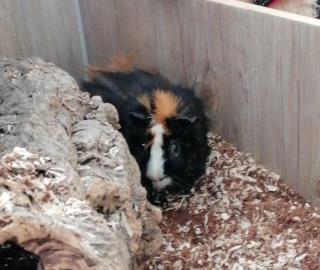 Jungtiere Meerschweinchen