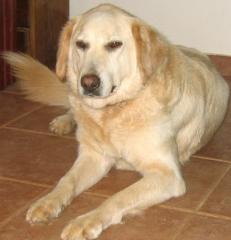 Aspen - Golden Retriever Mix Er und seine Freunde haben ihr Zuhause verloren