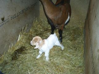 Burenziege 1 Jahr und Lamm weiblich