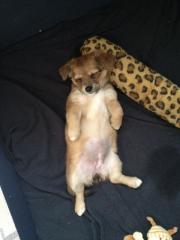 Chihuaua-Jack-Russel mix Welpe Muffin sucht noch ein Zuhause