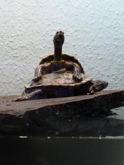 Wasserschildkröte zu verkaufen