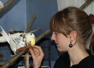 Nestjunge Nympfensittiche von 2021