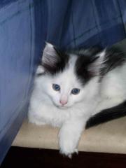 Katzenkinder, Norweg. Waldkatze/Main Coon ,