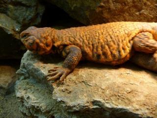 Uromastyx Geyri - NZ 2021 abzugeben