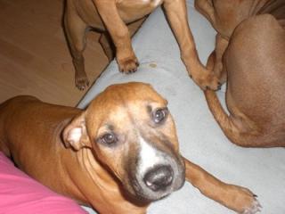 Kira sucht ein neues Zuhause