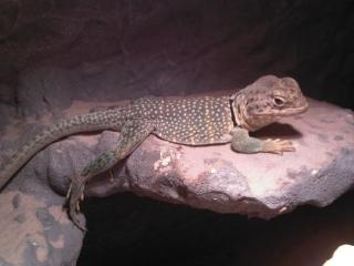 2Jahre altes Halsbandleguan männchen Terrarium und viel Zubehör