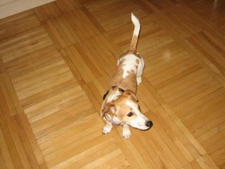 Reinrassige Jack Russel Hündin