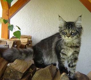 Verschmuste Maine Coon Babys und Jungkater
