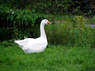 Hausgänse, weiß, Freilandhaltung, Naturbrut Juli 2021