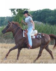 Suche Reitbeteiligung