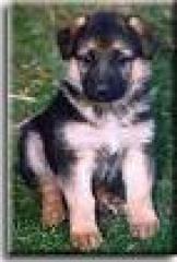 LIEBEVOLLE FLEXIBLE HUNDEBETREUUNG privat