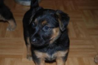 Schäferhund-mischlings-Welpen suchen liebes zu Hause