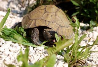 Suche - Testudo hermanni böttgeri weibl.