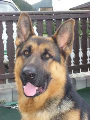 Deutscher Schäferhund 3 Jahre