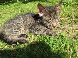 Hilfe Notruf Katerchen PEDRO in Not