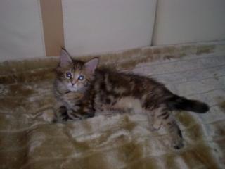 Maine Coon reinrassig o. P.