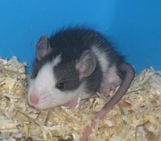 Rattenbabys