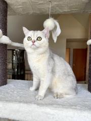 BKH Deckkater Sunshine Black Silver Shaded