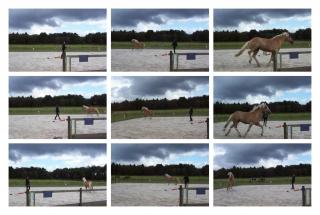 Sportlicher Haflinger Wallach