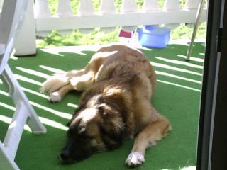Leonberger-Mischling