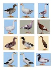 Rouen Clair Enten, Altrheiner Elsterenten