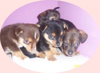 Habe 4 Yorkshire-Chihuahua Mischlingswelpen abzugeben. Es sind 3 Rüden und ein We